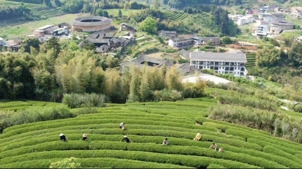 南靖：秋茶飘香采收忙 茶旅赋能促振兴