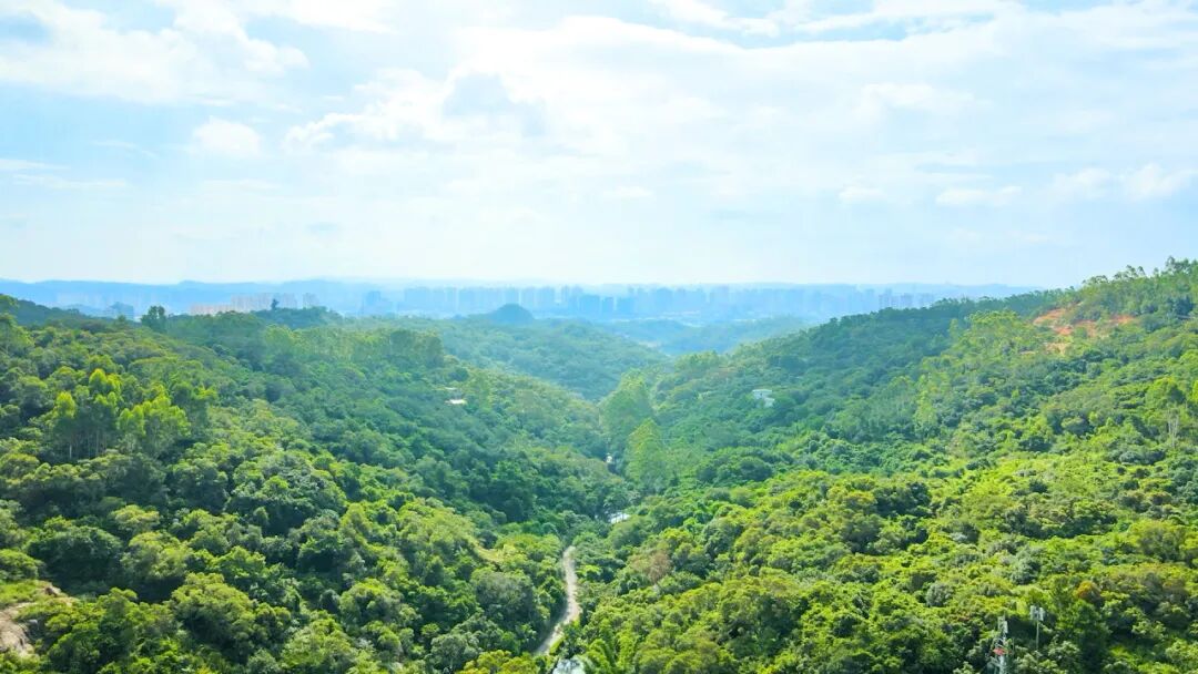 不用泡盐水的“旺来”！清源山下结出丰台融合甜果