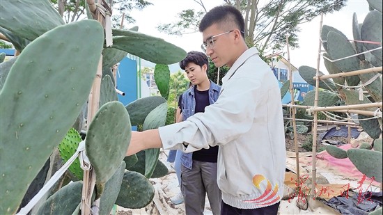 可食用仙人掌在莆田试种成功