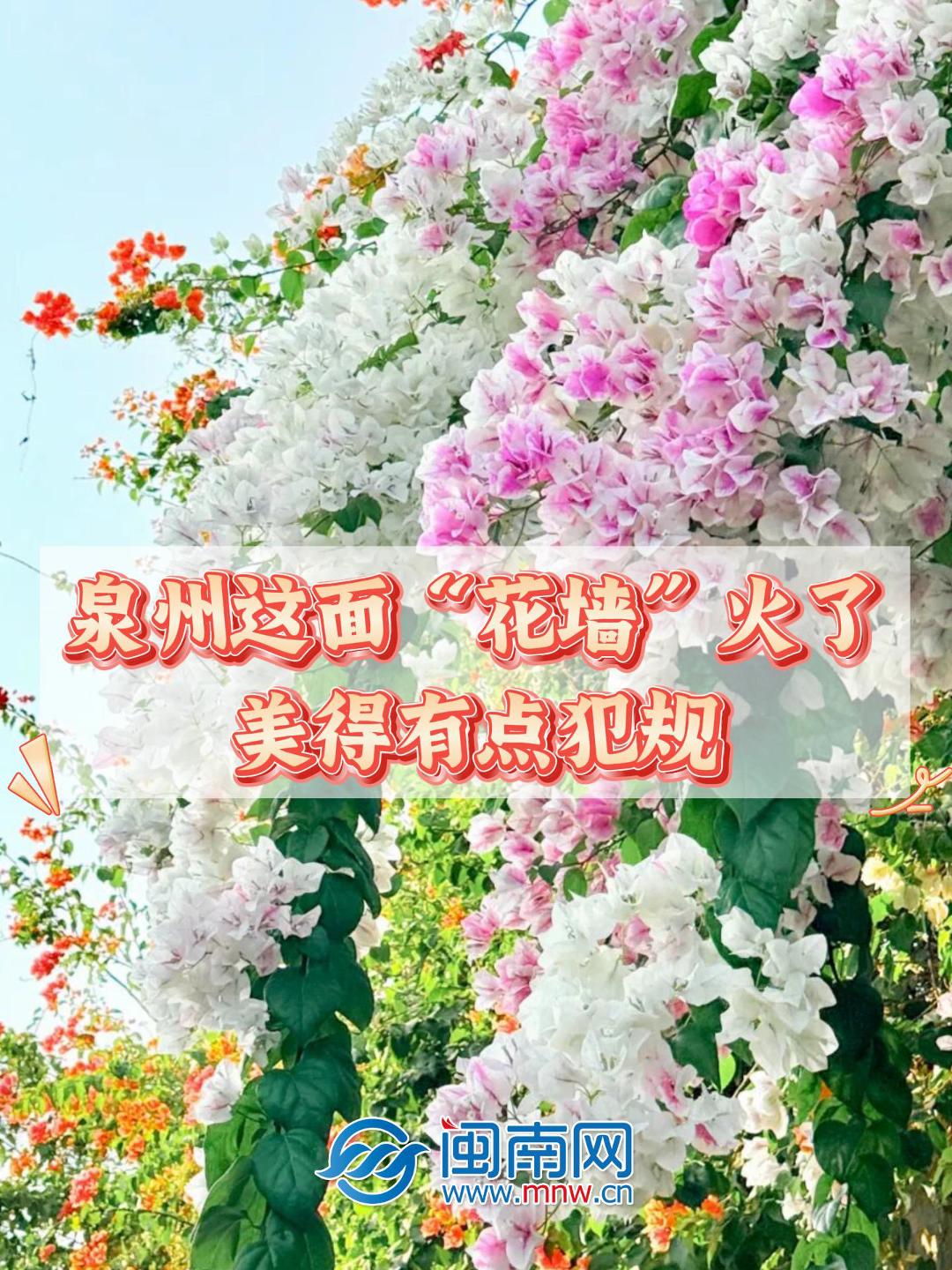 泉州这面“花墙”火了，美得有点犯规