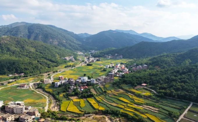 泉州洛江：稻穗压枝金满田 沃野丰景入画来