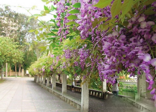 华侨大学:紫藤长廊信步"情人湖"畔钓鱼