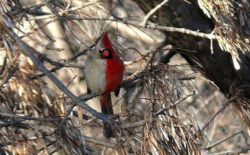 美国现"雌雄同体"小鸟 羽毛半红半白(图)