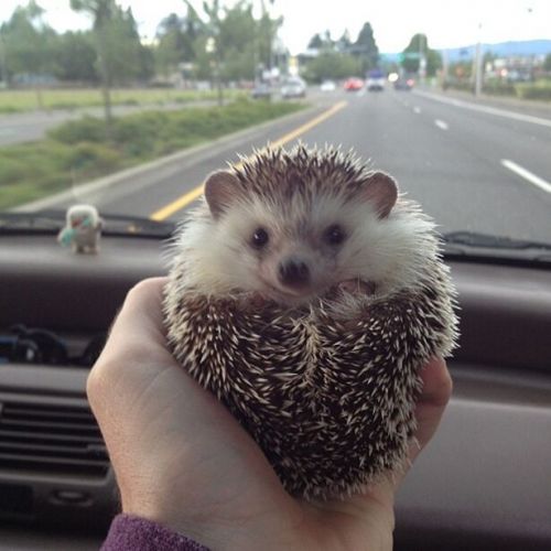 instagram小刺猬biddy前不久因癌症离世 曾给大家带来欢笑和温暖(组图