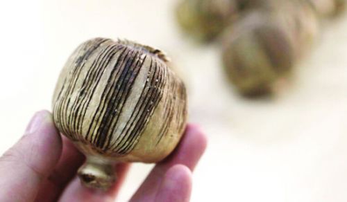 贵州市场现贩卖罂粟壳 烤鱼店火锅店靠它增加回头客