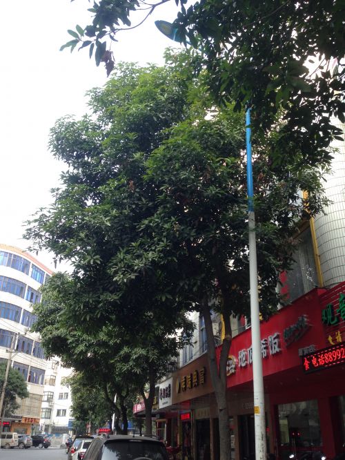 石狮九二路东段树木茂盛遮挡路灯照明影响出行