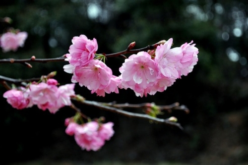 赏樱不一定非得去武大 国内赏樱地点大全(附赏樱攻略)-手机闽南网