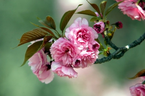 赏樱不一定非得去武大 国内赏樱地点大全(附赏樱攻略)-手机闽南网