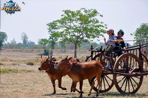 《前往世界的尽头》姚笛驾牛车失控 臀部淤青(图)