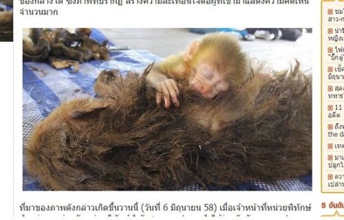 不知妈妈被盗猎者杀死 小猴子趴身边吸奶超鼻酸(图)