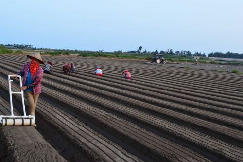 时值萝卜播种季 石狮新沙堤菜农忙播种