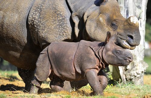 英国满月犀牛宝宝首亮相 呆萌可爱(组图)