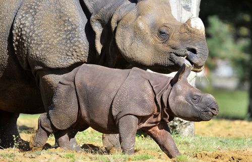 英国满月犀牛宝宝首亮相 呆萌可爱(组图)