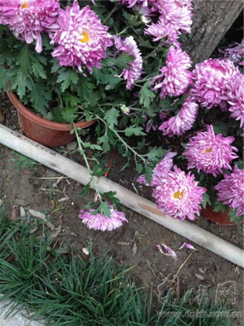 福州西湖公园菊展尚未开始 不少花已遭"辣手摧残"