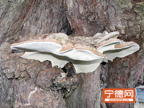 福安五百年榕树长出菌菇 太阳照射后产生雾气