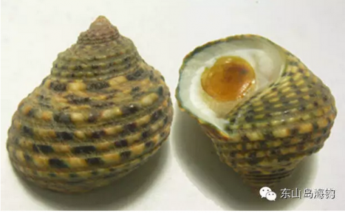 姑婆妈螺 学名:单齿螺