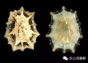 田螺,学名:中国圆田螺,东山岛称为"石螺",是淡水螺; 斗笠贝,学名:嫁虫