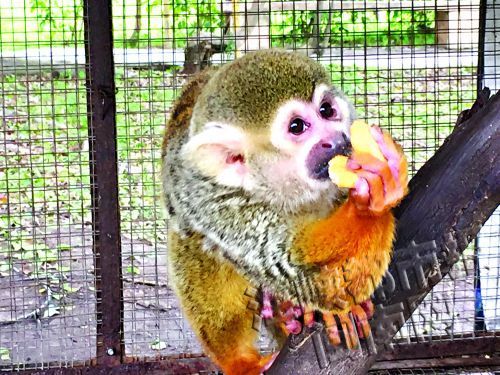 厦门海沧野生动物园 群猴闹新春萌态百出