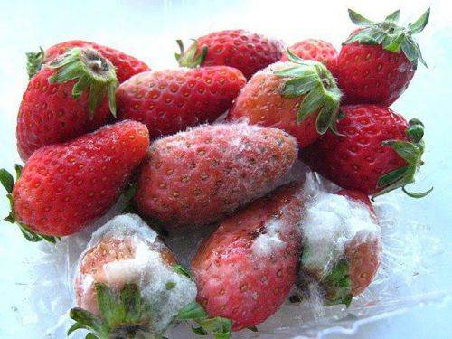 食物去掉发霉的部分 还能吃吗