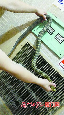 王锦蛇钻进变电箱 因担心触电徒手将它抓了出来