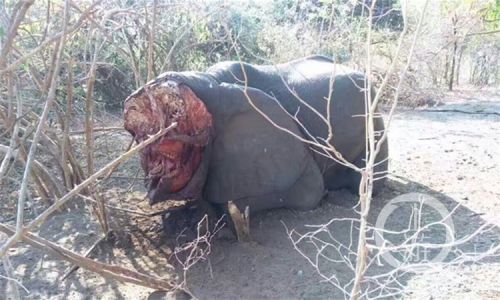&shy;  被残忍杀害的大象.