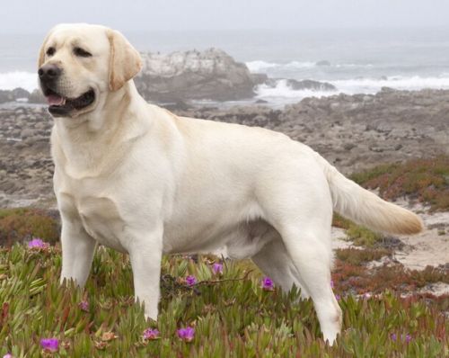 拉布拉多犬巡回猎犬基本资料简介(图)