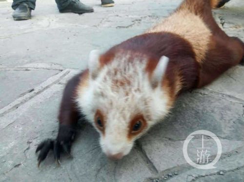 山野传来阵阵惨叫 竟是一个"怪"动物的叫声