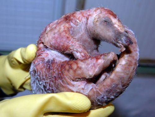 中国人越南人将穿山甲视为珍馐 致非法猎杀猖獗