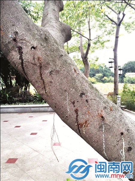 泉州东湖公园市民运动挂衣物 绿化树遭"钉刑"