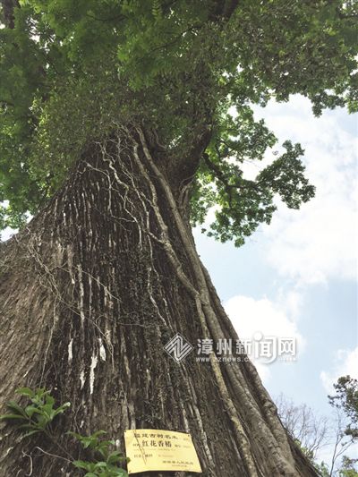 南靖石桥"红花香椿"冠名福建树王 树龄超过千年