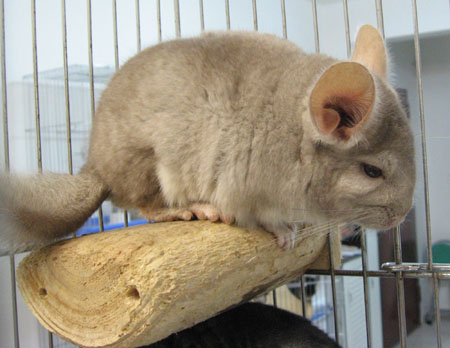 米色龙猫多少钱?米色龙猫简介图片