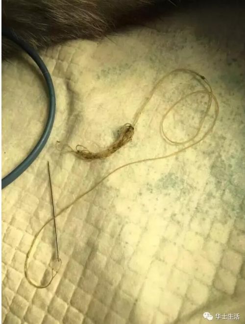 宠物猫嬉戏时吞下缝衣针 医生手术取出3厘米钢针