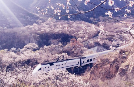 北京居庸关赏花攻略:长城樱花专列s2时刻表 票价 花海图片