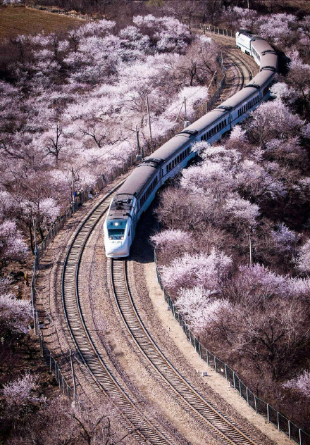 北京居庸关赏花攻略:长城樱花专列s2时刻表 票价 花海图片