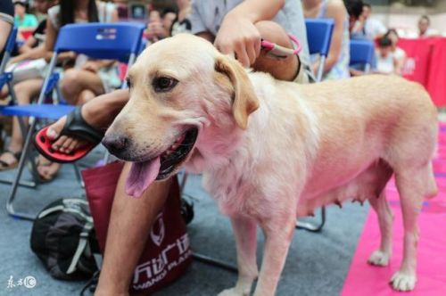 狗狗怎么看是不是大型犬 1505467219583.jpeg