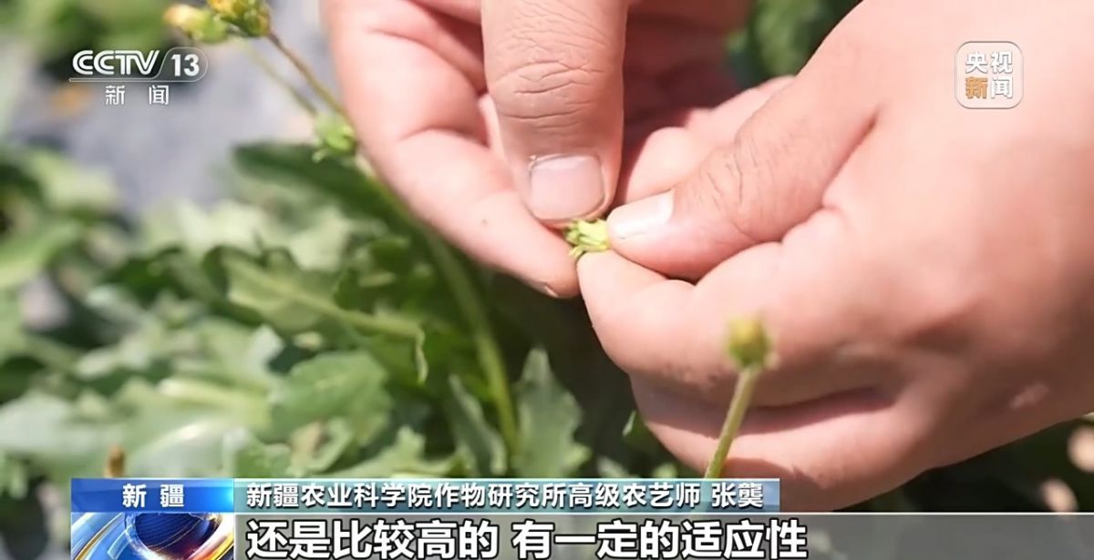 关键突破!从橡胶草提取合格天然橡胶,已实现量产