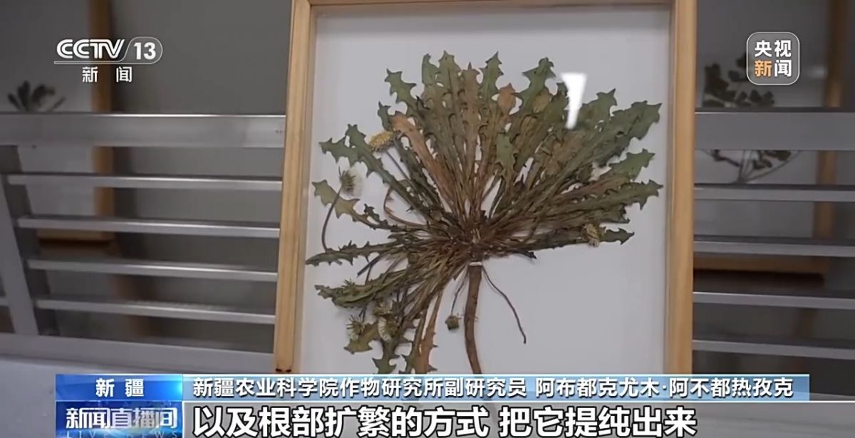 关键突破!从橡胶草提取合格天然橡胶,已实现量产