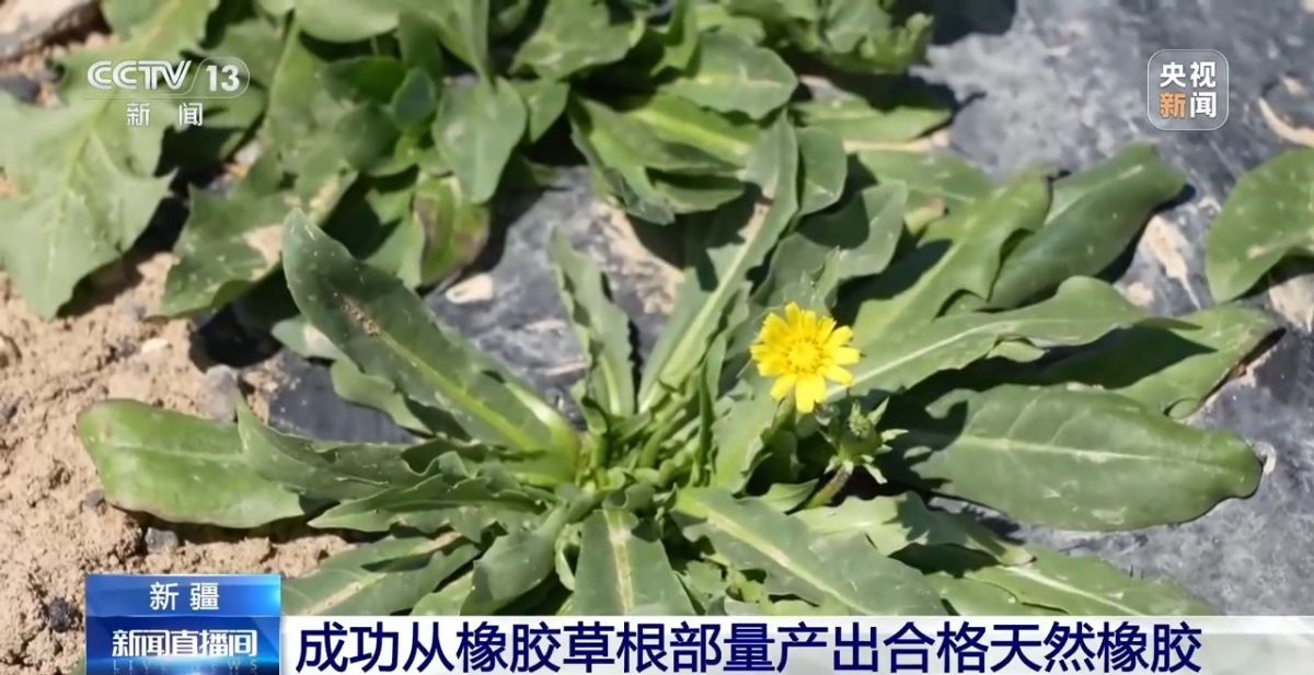 关键突破!从橡胶草提取合格天然橡胶,已实现量产